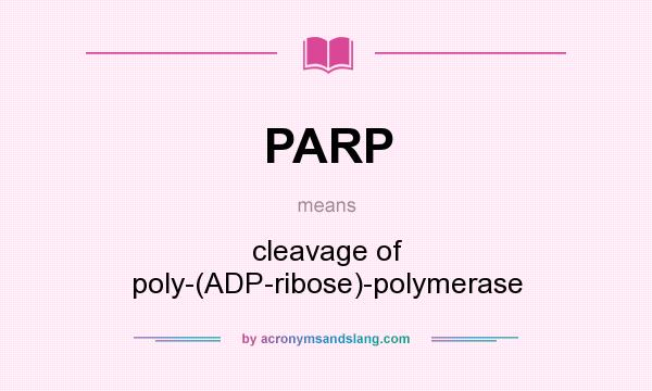 What does PARP mean? It stands for cleavage of poly-(ADP-ribose)-polymerase