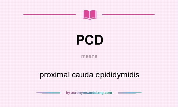 What does PCD mean? It stands for proximal cauda epididymidis
