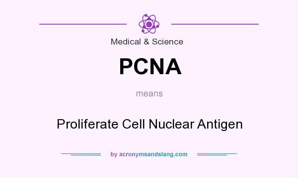 What does PCNA mean? It stands for Proliferate Cell Nuclear Antigen