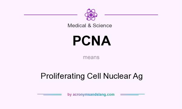 What does PCNA mean? It stands for Proliferating Cell Nuclear Ag