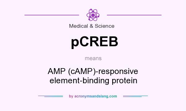 What does pCREB mean? It stands for AMP (cAMP)-responsive element-binding protein