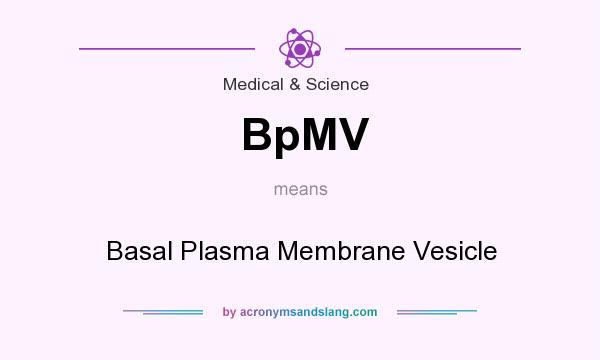 What does BpMV mean? It stands for Basal Plasma Membrane Vesicle