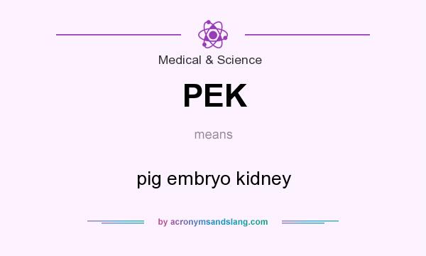 What does PEK mean? It stands for pig embryo kidney