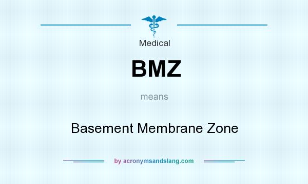 What does BMZ mean? It stands for Basement Membrane Zone