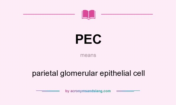 What does PEC mean? It stands for parietal glomerular epithelial cell