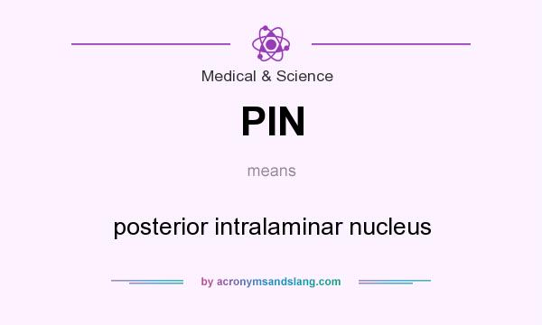 What does PIN mean? It stands for posterior intralaminar nucleus
