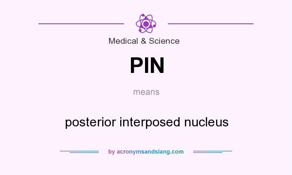 What does PIN mean? It stands for posterior interposed nucleus
