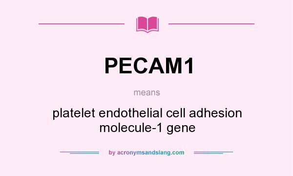 What does PECAM1 mean? It stands for platelet endothelial cell adhesion molecule-1 gene