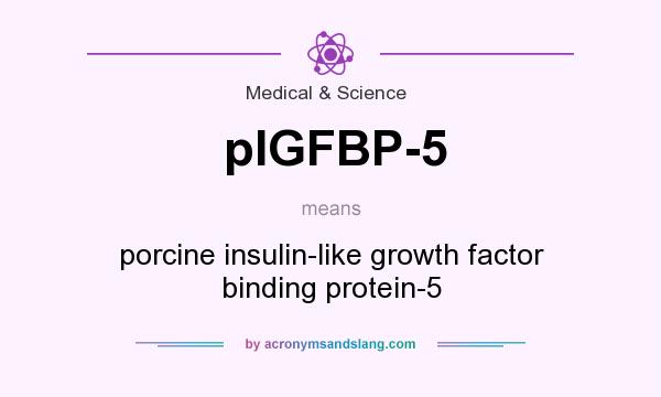 What does pIGFBP-5 mean? It stands for porcine insulin-like growth factor binding protein-5