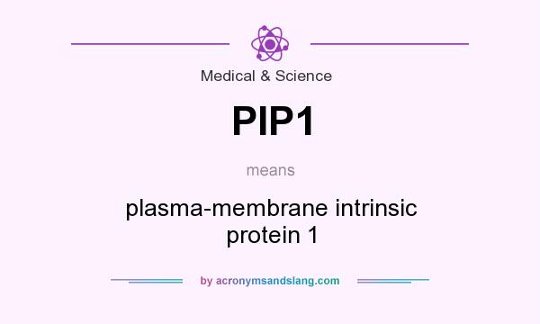 What does PIP1 mean? It stands for plasma-membrane intrinsic protein 1