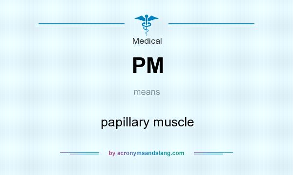 What does PM mean? It stands for papillary muscle