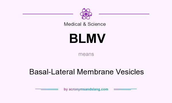What does BLMV mean? It stands for Basal-Lateral Membrane Vesicles
