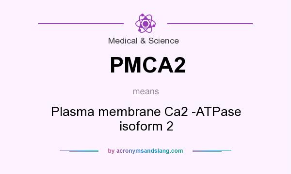 What does PMCA2 mean? It stands for Plasma membrane Ca2 -ATPase isoform 2