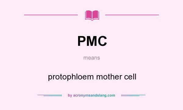 What does PMC mean? It stands for protophloem mother cell