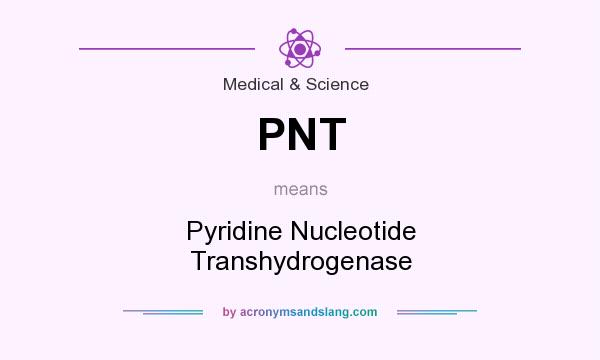 What does PNT mean? It stands for Pyridine Nucleotide Transhydrogenase