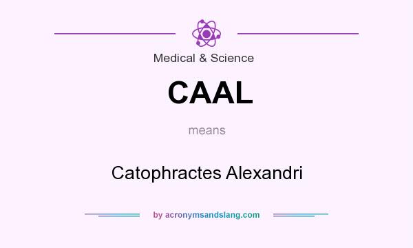 What does CAAL mean? It stands for Catophractes Alexandri
