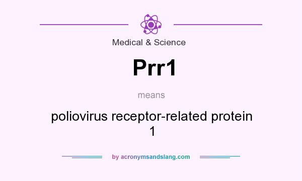 What does Prr1 mean? It stands for poliovirus receptor-related protein 1