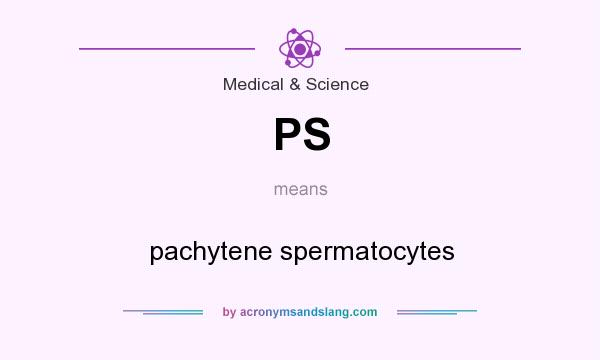 What does PS mean? It stands for pachytene spermatocytes