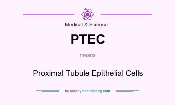 What does PTEC mean? It stands for Proximal Tubule Epithelial Cells