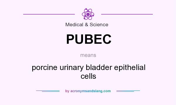 What does PUBEC mean? It stands for porcine urinary bladder epithelial cells