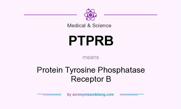 What does PTPRB mean? It stands for Protein Tyrosine Phosphatase Receptor B