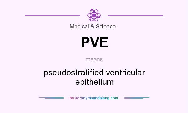 What does PVE mean? It stands for pseudostratified ventricular epithelium