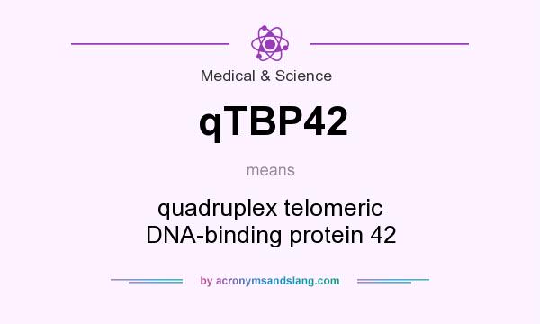 What does qTBP42 mean? It stands for quadruplex telomeric DNA-binding protein 42