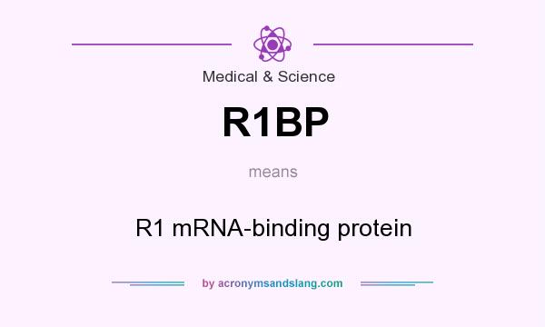 What does R1BP mean? It stands for R1 mRNA-binding protein