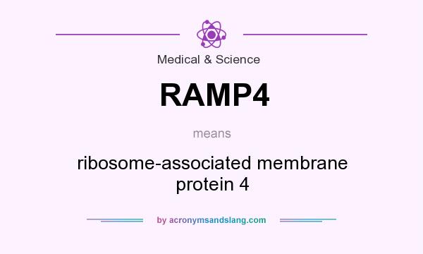 What does RAMP4 mean? It stands for ribosome-associated membrane protein 4