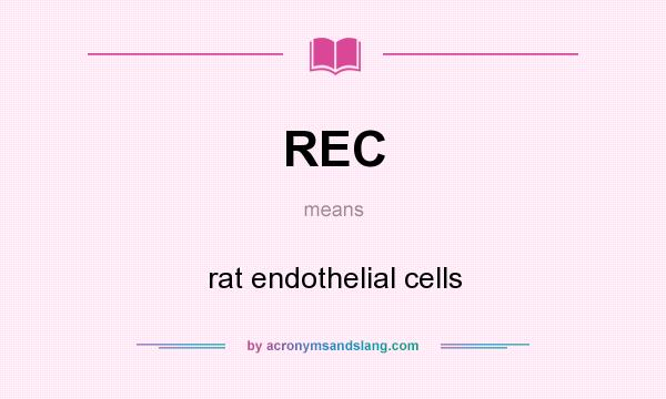 What does REC mean? It stands for rat endothelial cells