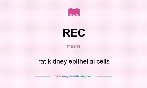 What does REC mean? It stands for rat kidney epithelial cells