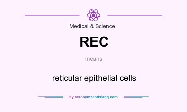 What does REC mean? It stands for reticular epithelial cells