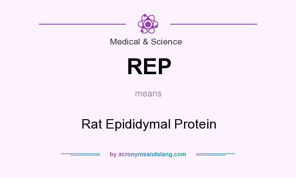 What does REP mean? It stands for Rat Epididymal Protein