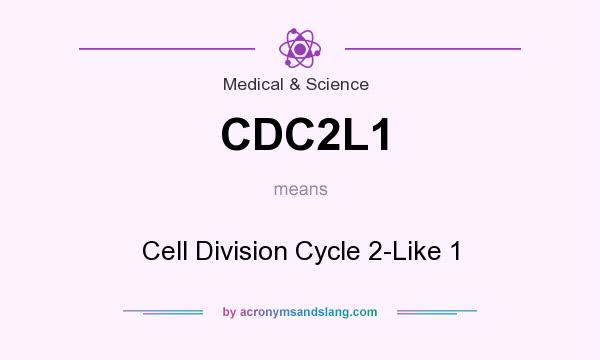 What does CDC2L1 mean? It stands for Cell Division Cycle 2-Like 1