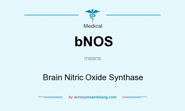 What does bNOS mean? It stands for Brain Nitric Oxide Synthase