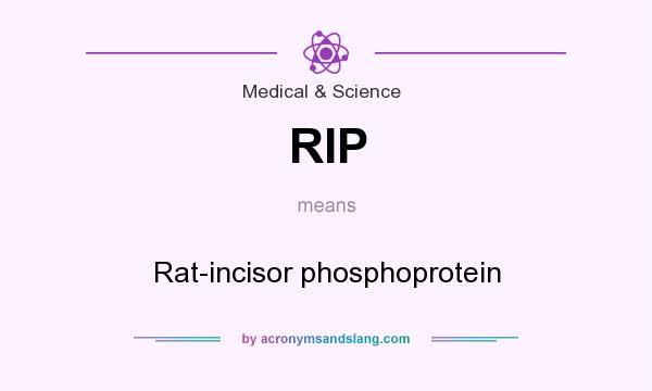 What does RIP mean? It stands for Rat-incisor phosphoprotein