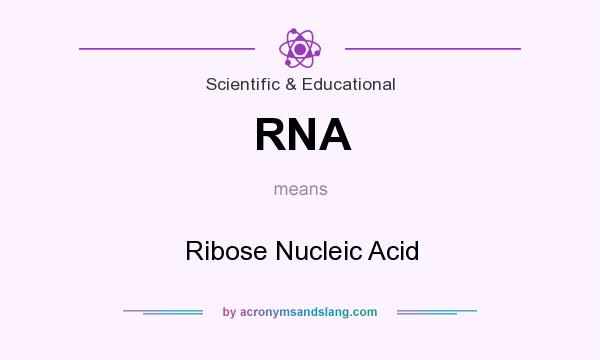 What does RNA mean? It stands for Ribose Nucleic Acid