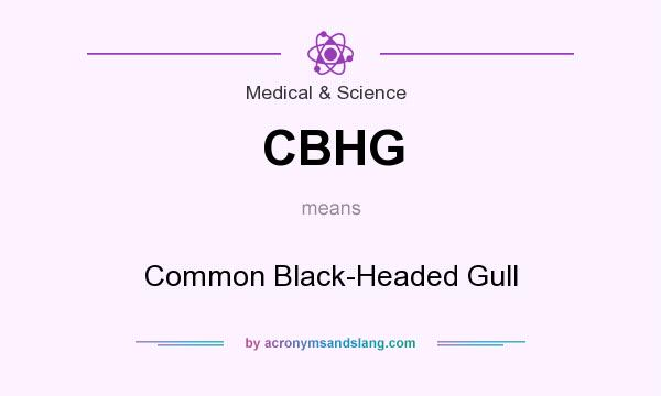 What does CBHG mean? It stands for Common Black-Headed Gull