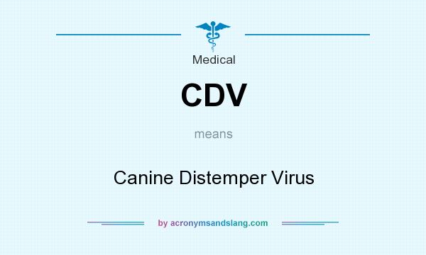 What does CDV mean? It stands for Canine Distemper Virus