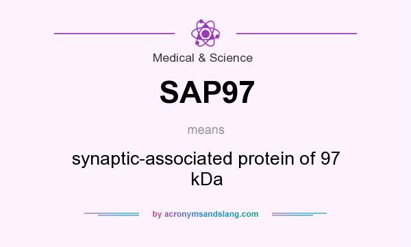 What does SAP97 mean? It stands for synaptic-associated protein of 97 kDa