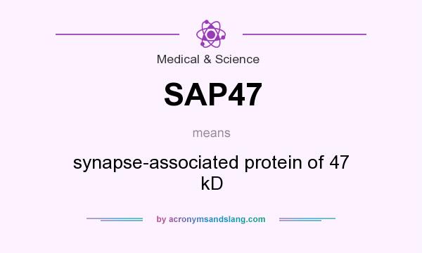 What does SAP47 mean? It stands for synapse-associated protein of 47 kD