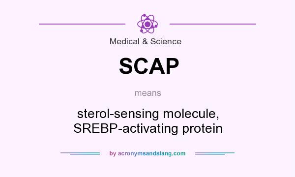 What does SCAP mean? It stands for sterol-sensing molecule, SREBP-activating protein