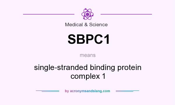 What does SBPC1 mean? It stands for single-stranded binding protein complex 1