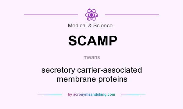 What does SCAMP mean? It stands for secretory carrier-associated membrane proteins