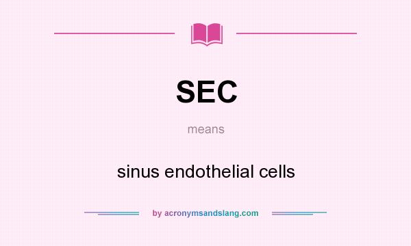 What does SEC mean? It stands for sinus endothelial cells