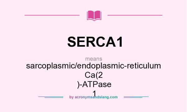 What does SERCA1 mean? It stands for sarcoplasmic/endoplasmic-reticulum Ca(2 )-ATPase 1