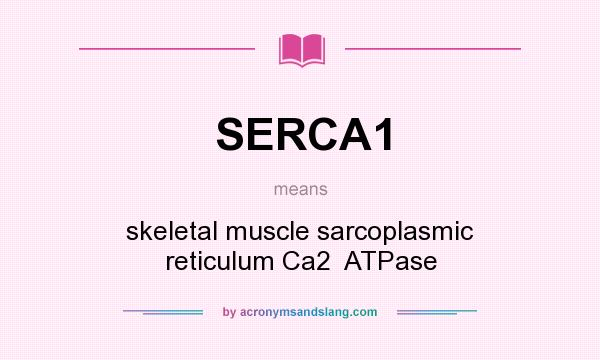 What does SERCA1 mean? It stands for skeletal muscle sarcoplasmic reticulum Ca2  ATPase