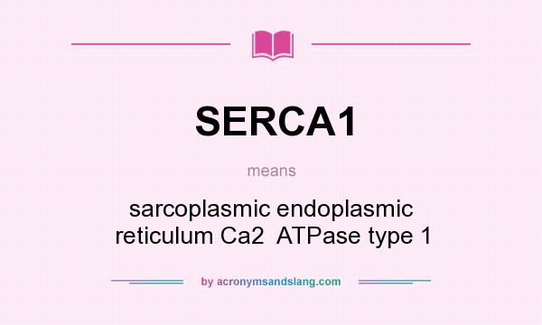 What does SERCA1 mean? It stands for sarcoplasmic endoplasmic reticulum Ca2  ATPase type 1