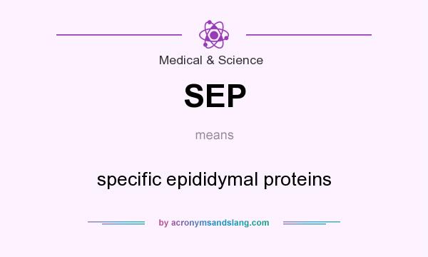 What does SEP mean? It stands for specific epididymal proteins