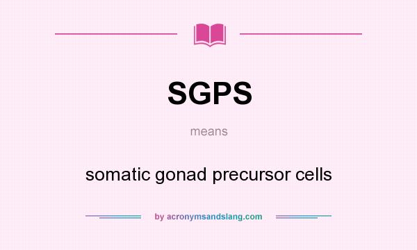 What does SGPS mean? It stands for somatic gonad precursor cells